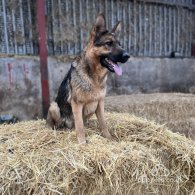 German Shepherd (Alsatian) - Both