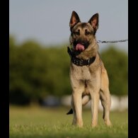 German Shepherd (Alsatian) - Both