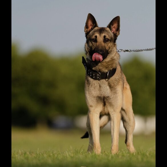 German Shepherd (Alsatian) - Both