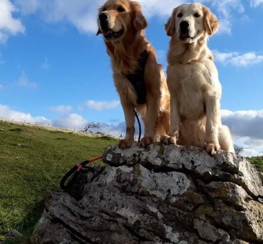 Golden Retriever