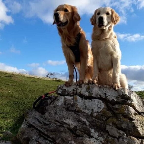 Golden Retriever - Both