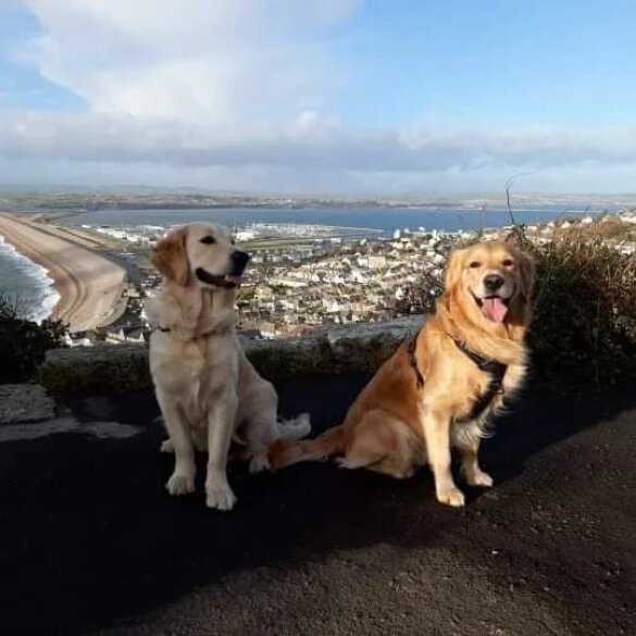 Golden Retriever - Both