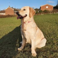 Golden Retriever - Both