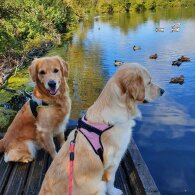 Golden Retriever - Both