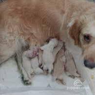 Golden Retriever - Both