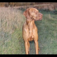 Hungarian Vizsla