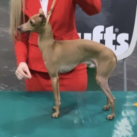 Italian Greyhound