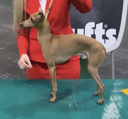 Italian Greyhound