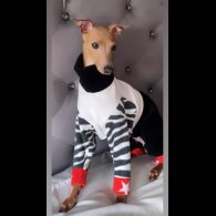 Italian Greyhound