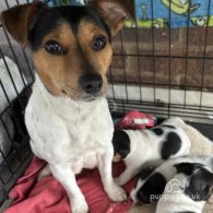 Jack Russell - Both