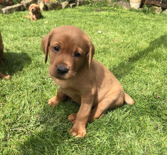 Labrador Retriever