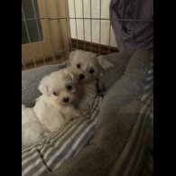 Maltese - Both