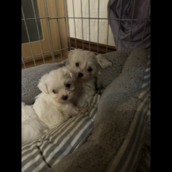 Maltese - Both