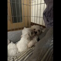 Maltese - Both