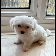 Maltese - Both