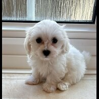 Maltese - Both