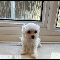 Maltese - Both