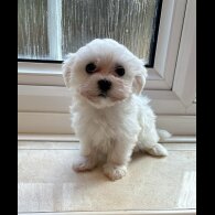 Maltese - Both