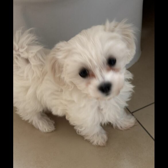 Maltese - Both