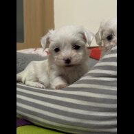 Maltese - Both