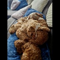 Miniature Poodle - Dogs