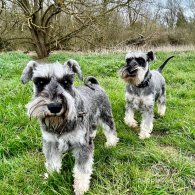 Miniature Schnauzer - Both