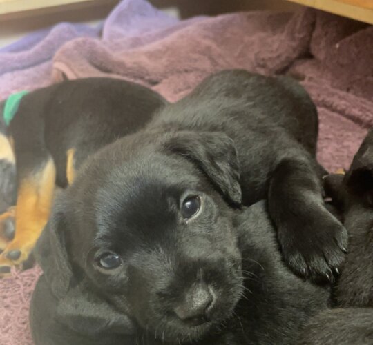 Patterdale Terrier