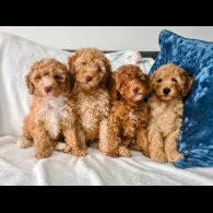 Miniature Poodle - Dogs