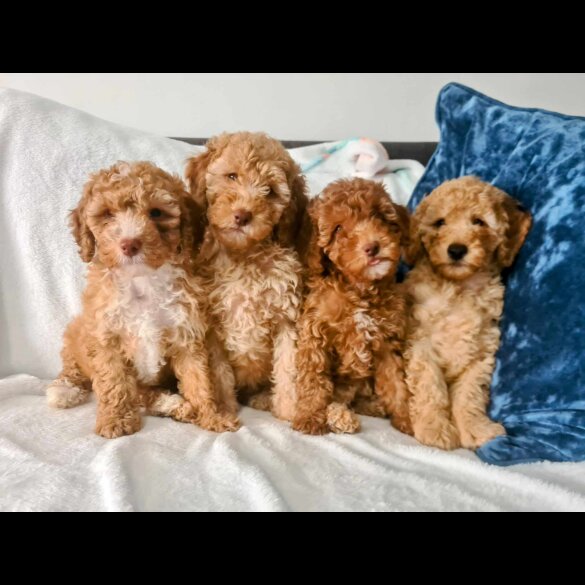 Miniature Poodle - Dogs