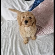 Miniature Poodle - Dogs