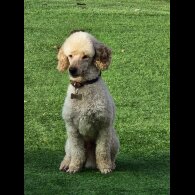 Miniature Poodle - Dogs