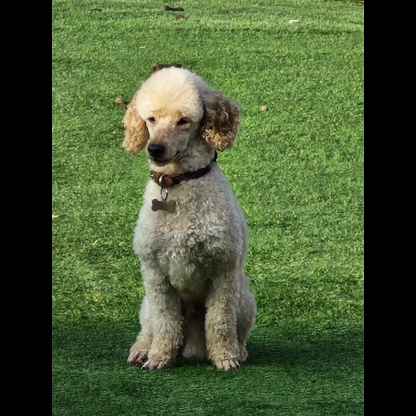 Miniature Poodle - Dogs