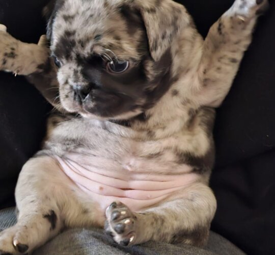 Pug