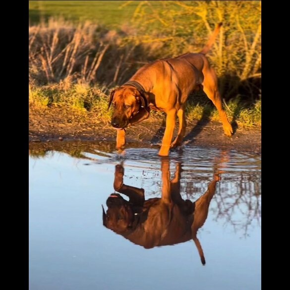 Rhodesian Ridgeback