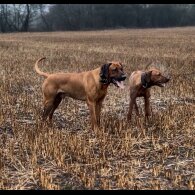 Rhodesian Ridgeback