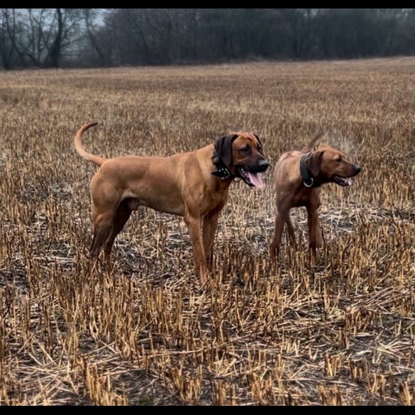 Rhodesian Ridgeback