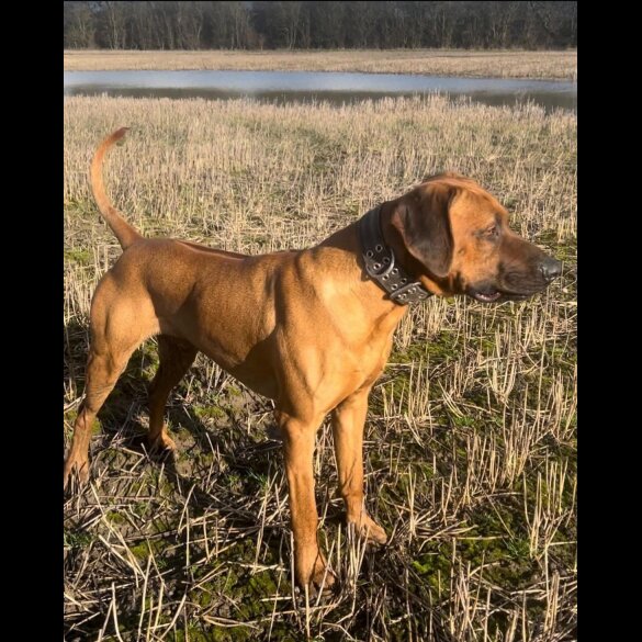 Rhodesian Ridgeback