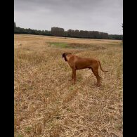 Rhodesian Ridgeback