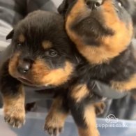 Rottweiler - Dogs