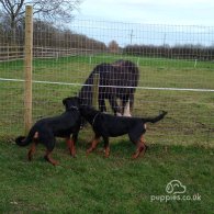 Rottweiler - Dogs