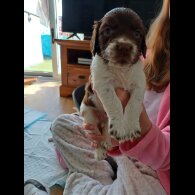 Sprocker Spaniel - Both