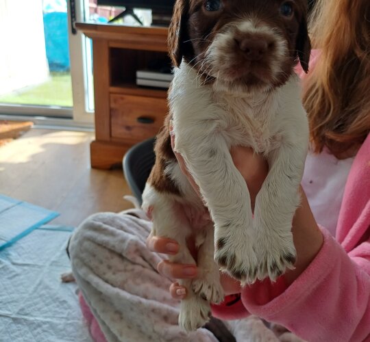 Sprocker Spaniel