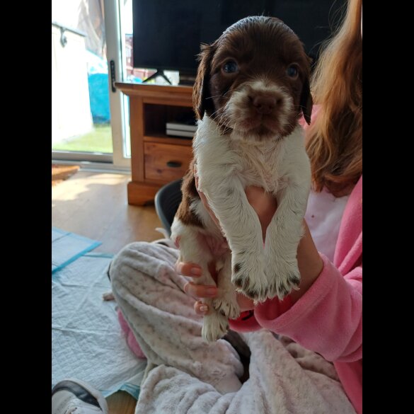 Sprocker Spaniel - Both