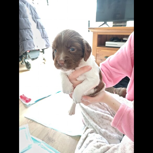 Sprocker Spaniel - Both