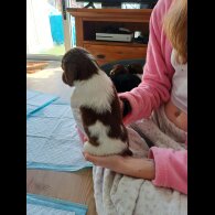 Sprocker Spaniel - Both