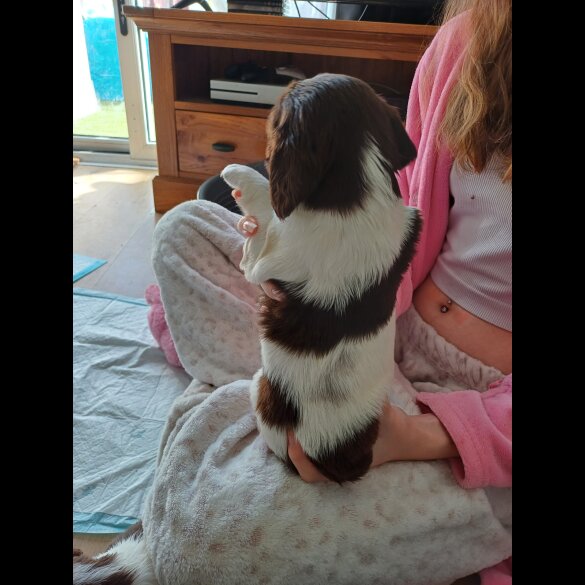 Sprocker Spaniel - Both