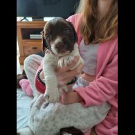 Sprocker Spaniel - Both