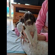 Sprocker Spaniel - Both