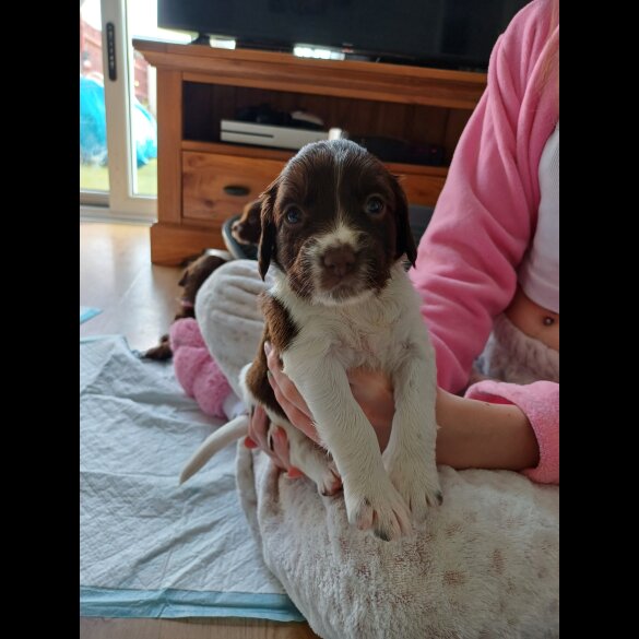 Sprocker Spaniel - Both