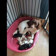 Sprocker Spaniel - Both